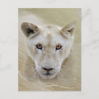 Postal Guerrero del espíritu de león blanco en África