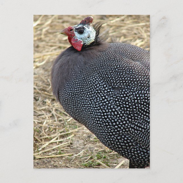 Postal Guinea (Anverso)