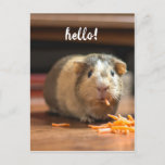 Postal Guinea Pig Funny Hello<br><div class="desc">Hola postal con la graciosa foto de un conejillo de indias comiendo zanahorias. Ideal para los niños o para los amantes de las cobayas.</div>