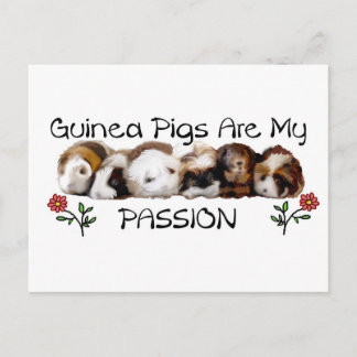 Postal GUINEA PIGS PASSION.jpg