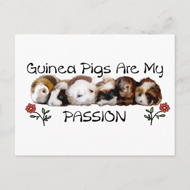 Postal GUINEA PIGS PASSION.jpg (Anverso)
