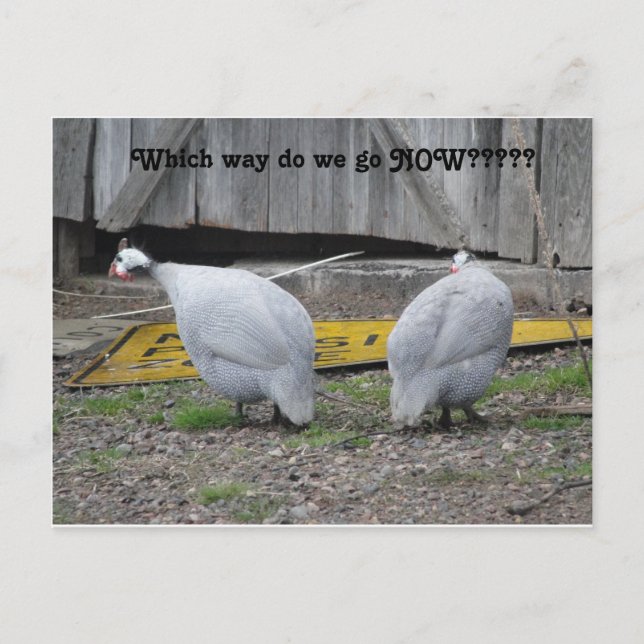 Postal Guineas ¿hacia dónde vamos ahora? (Anverso)