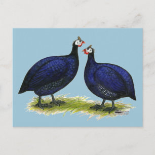 Postal Guineas Royal Purple Pair