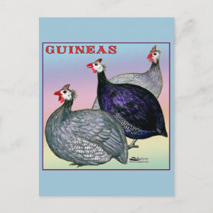Postal Guineas Three Fowl