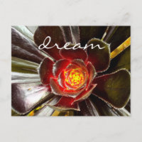 Guión del sueño de la exitosa fotografía de Cactus