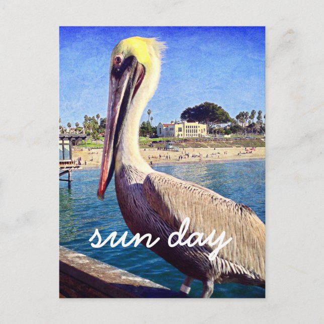 Postal Guión elegante Pelican Beach Bird Photo Sun Day (Anverso)
