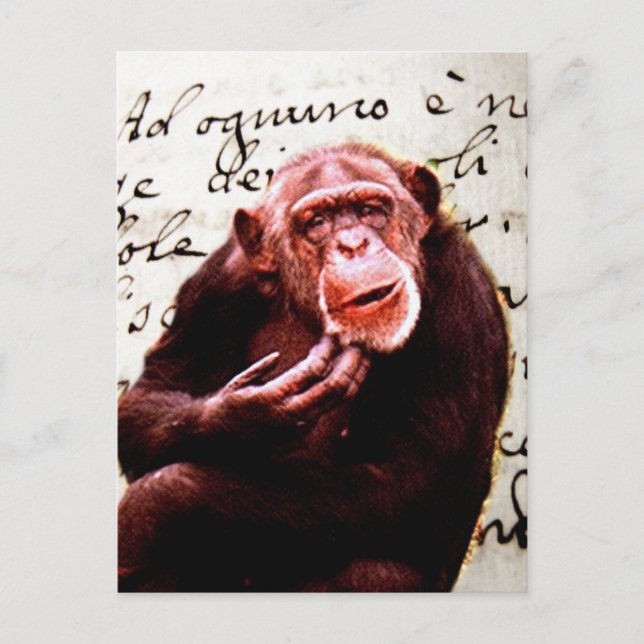 Postal guiones vintage graciosos Chimpanzee (Anverso)