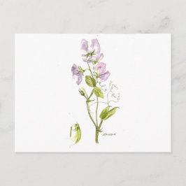 Postal guisante dulce