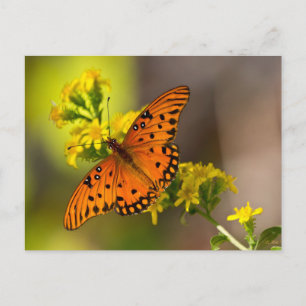Postal Gulf Fritillary o Mariposa de la Pasión en Vara de