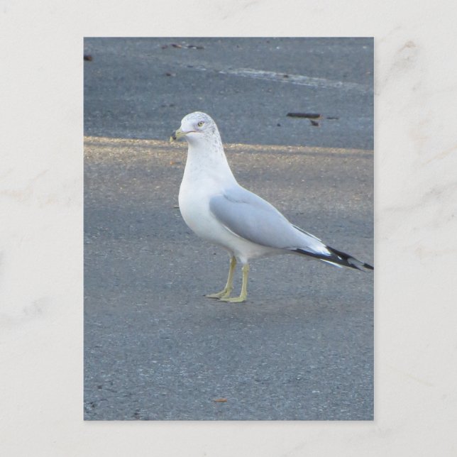 Postal Gull (Anverso)