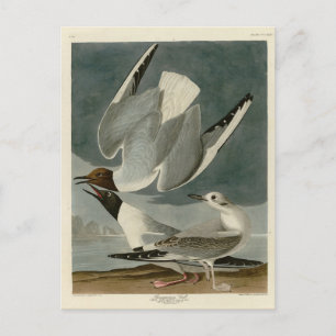 Postal Gull bonapartiano de los pájaros de América de Aud
