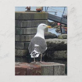 Postal Gull con respaldo negro, Isla de Islay, Escocia