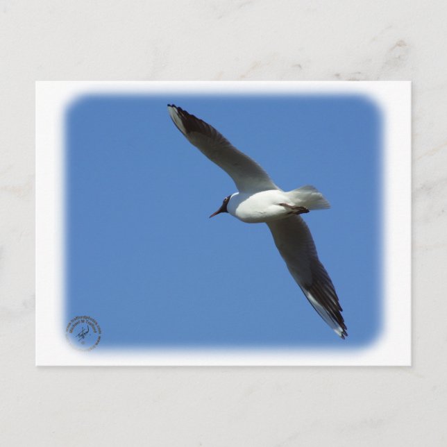 Postal Gull de cabeza negra 8R32D-04 (Anverso)