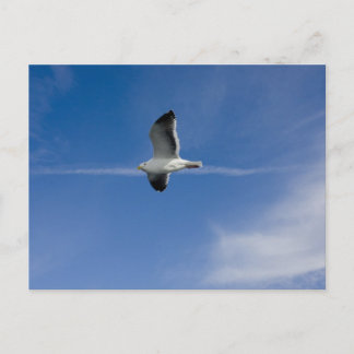 Postal Gull de San Francisco
