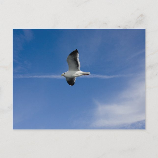 Postal Gull de San Francisco (Anverso)