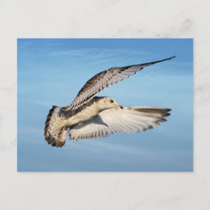Postal Gull en vuelo