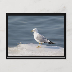 Postal Gull on ice