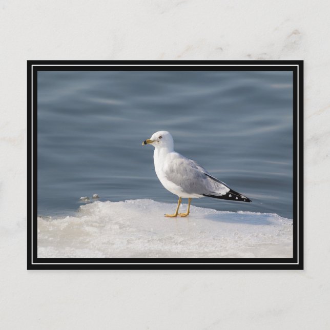Postal Gull on ice (Anverso)