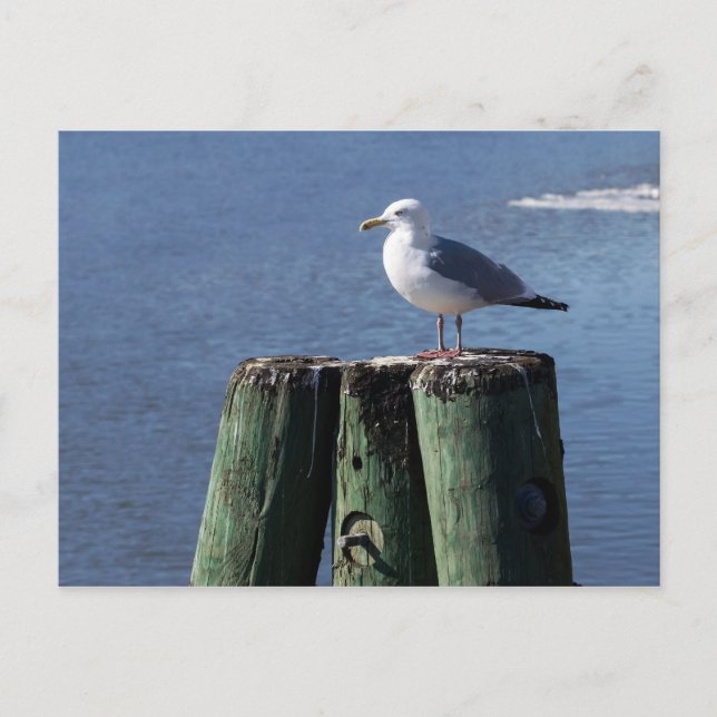Postal Gull on Pilings (Anverso)