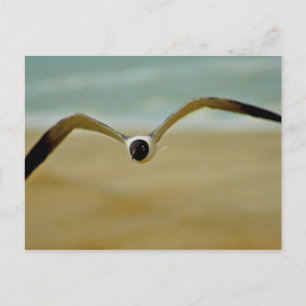 Postal Gull viene a mí