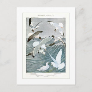 Postal Gulls