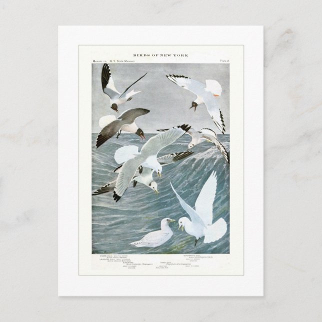 Postal Gulls (Anverso)