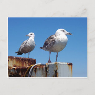 Postal Gulls