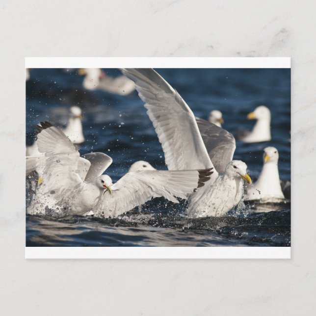 Postal Gulls emergentes (Anverso)