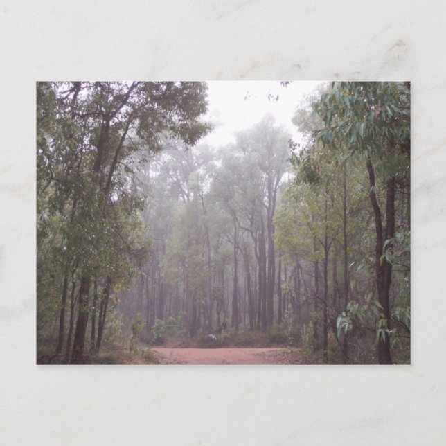 Postal Gum Trees (Anverso)