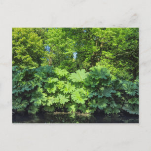 Postal Gunnera Tinctoria. Bute Park, Cardiff, Gales.