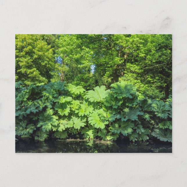 Postal Gunnera Tinctoria. Bute Park, Cardiff, Gales. (Anverso)