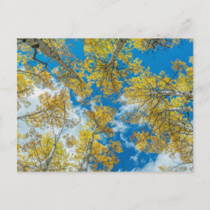 Postal Gunnison National Forest Colorado