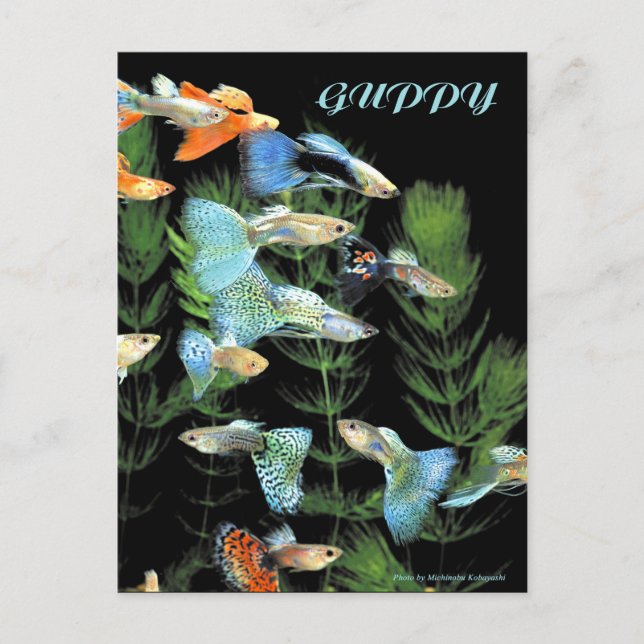 Postal Guppies (Anverso)