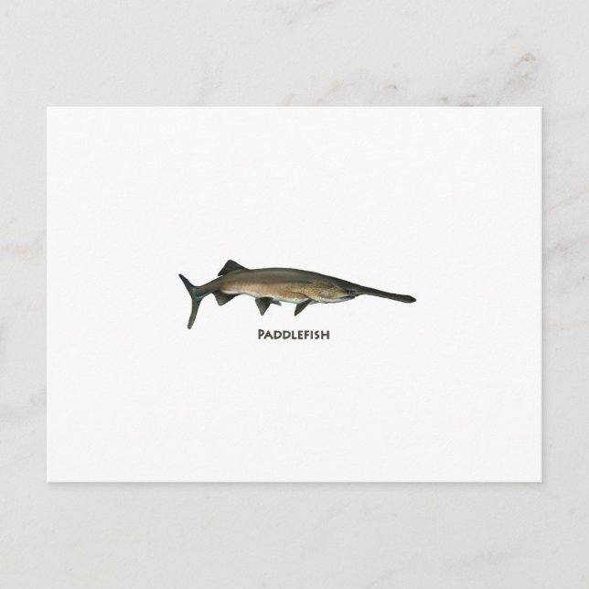 Postal Gusano (Anverso)