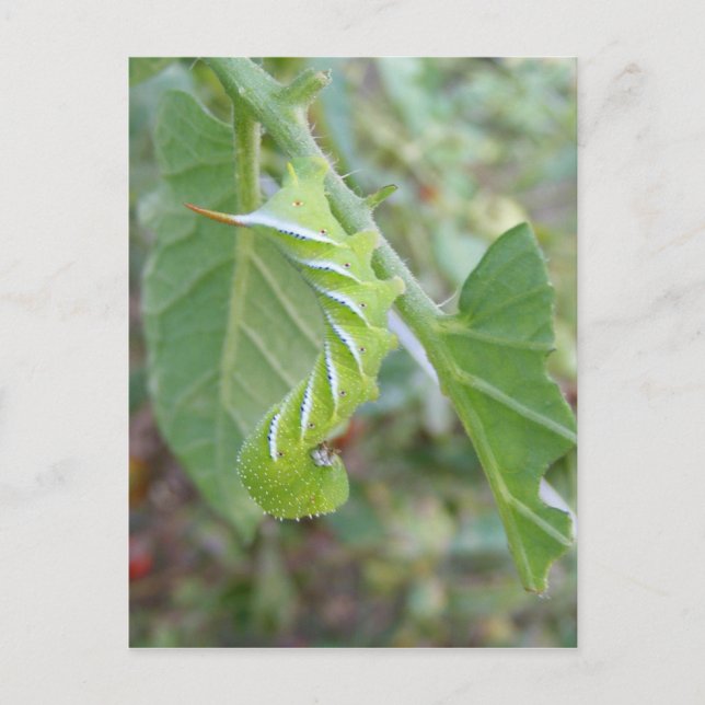 Postal Gusano de cuerno ~ postcard (Anverso)