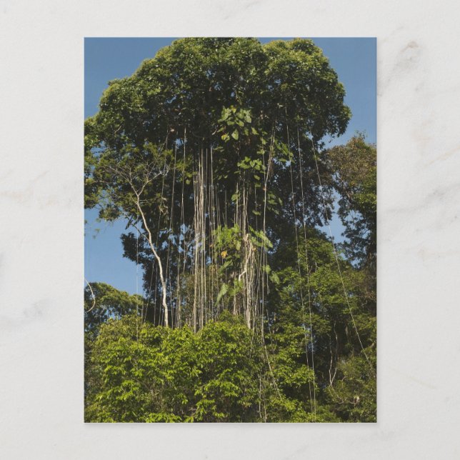 Postal Guyana, con el borde del río Rewa (Anverso)