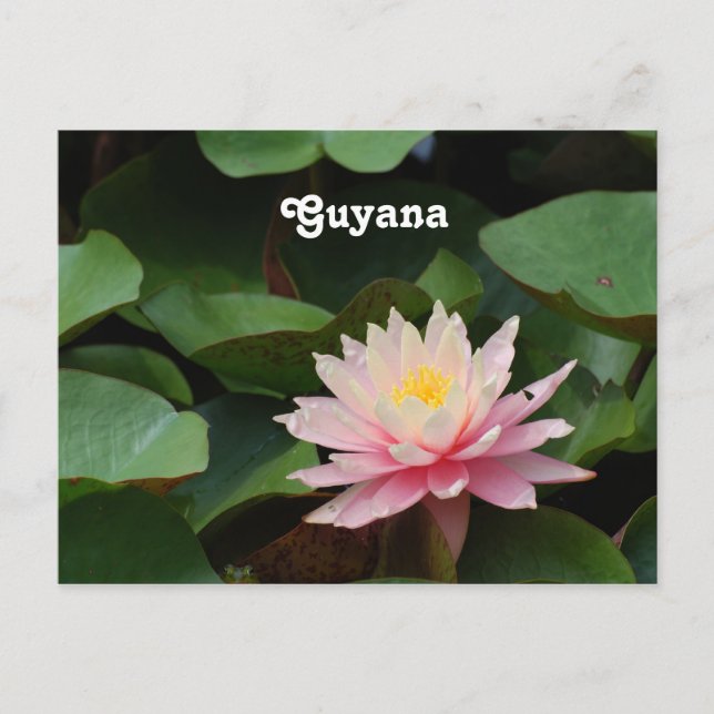 Postal Guyana Water Lily (Anverso)