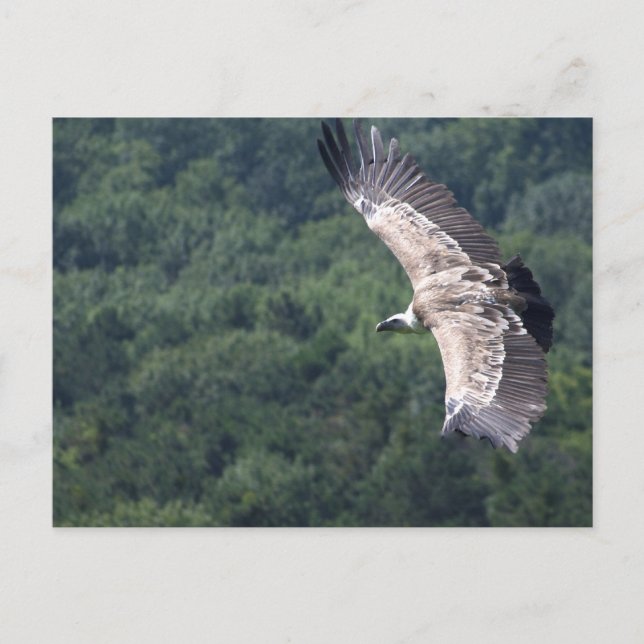 Postal Gyps fulvus (Anverso)