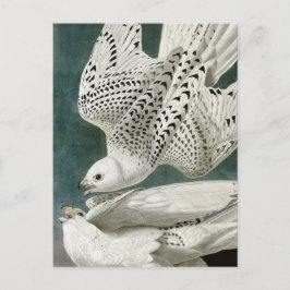 Postal Gyrfalcon de John Audubon