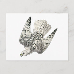 Postal Gyrfalcon Falcon Diving Vintage