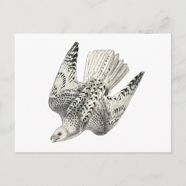 Postal Gyrfalcon Falcon Diving Vintage (Anverso)