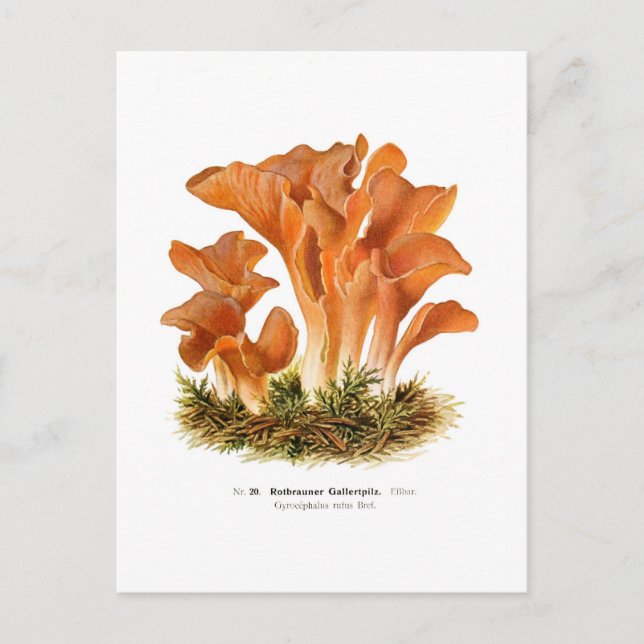 Postal Gyrocephalus rufus (Anverso)