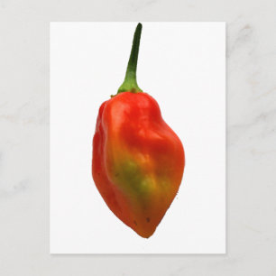 Postal Habanero Fotografía de un solo pimienta