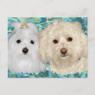 Postal Habaneses, malteses sobre el agua turquesa