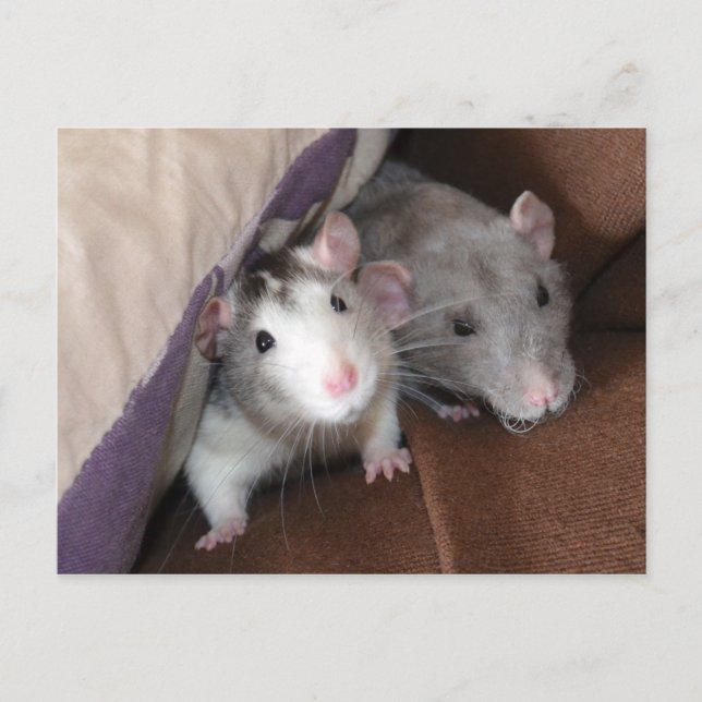 Postal "Habitantes de Cushion" Rat Postcard (Anverso)