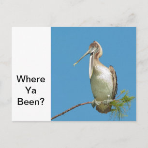 Postal Hablando con Pelican