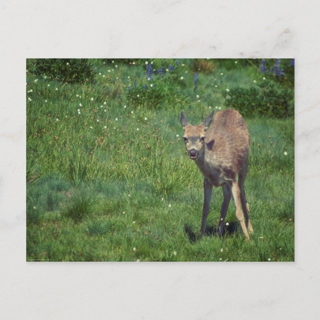 Postal Hacer frente (Anverso)