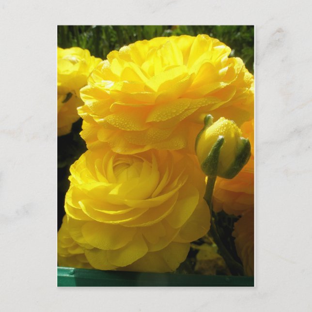 Postal Hacer que el mío sea amarillo (Anverso)