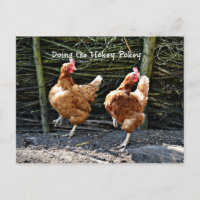 Haciendo el pavo de Hokey, las gallinas del clave