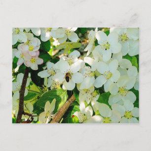 Postal Haciendo la miel